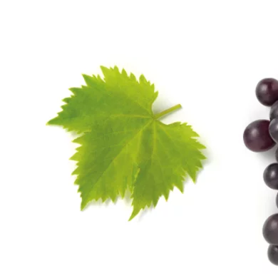 Vinaigre balsamique de Modène